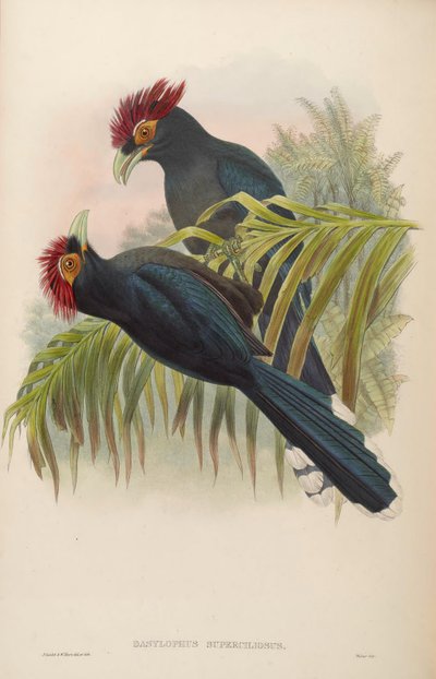 Dasylophus superciliosus by John Gould